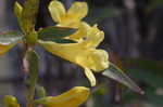 Yellow jessamine